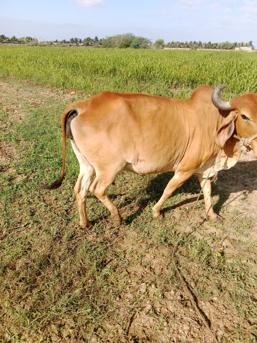 ગાઈ વેચવાની છે