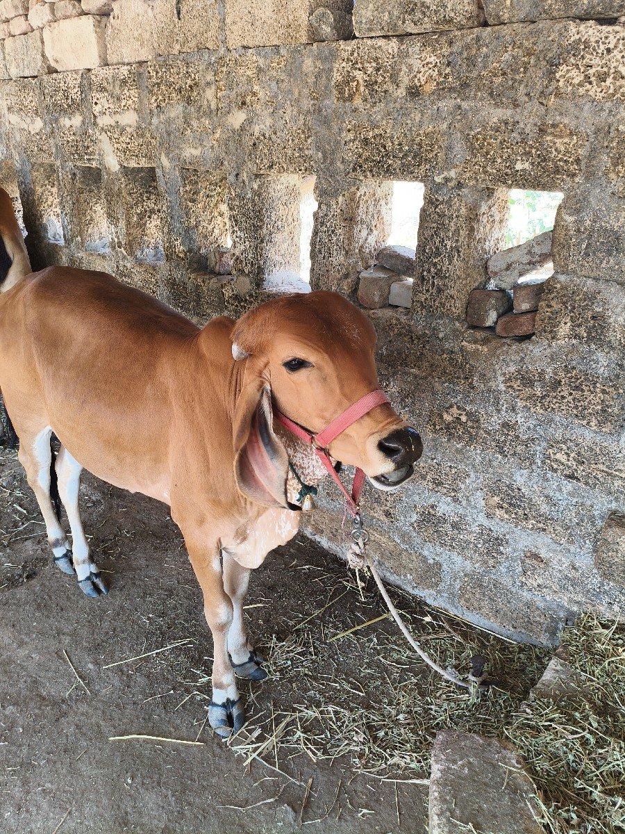 વાછડી વેચવાની છે