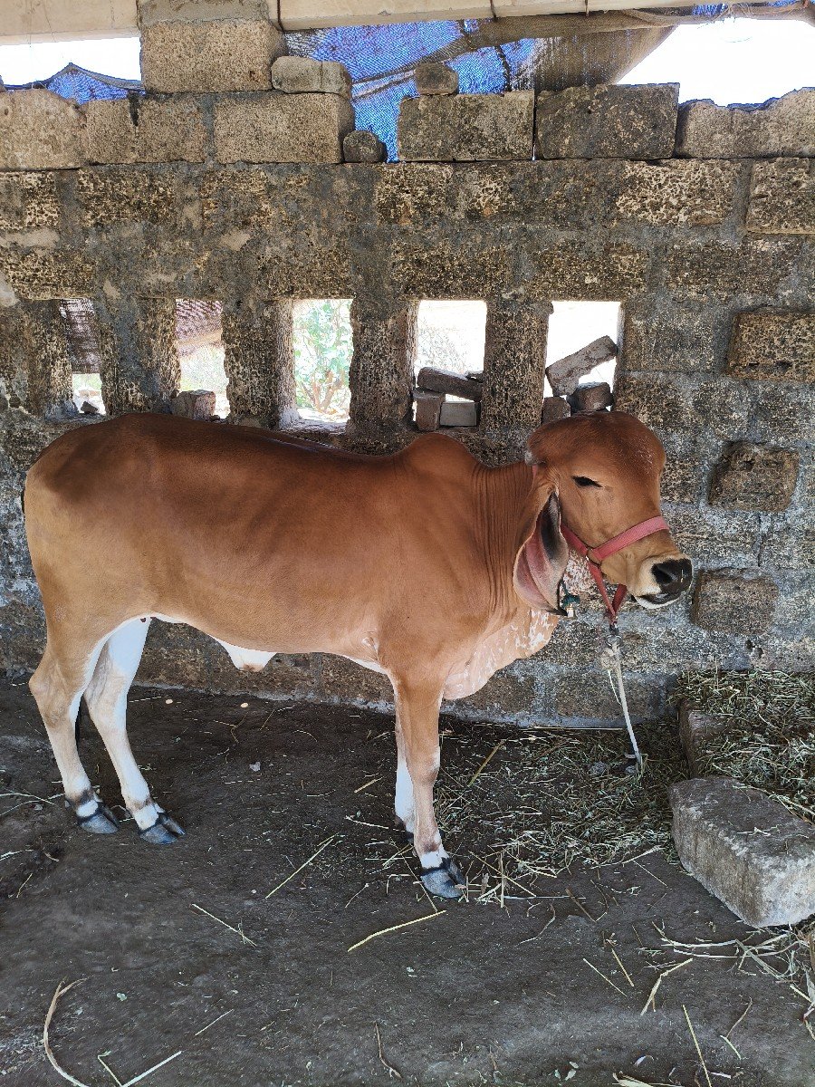 વાછડી વેચવાની છે