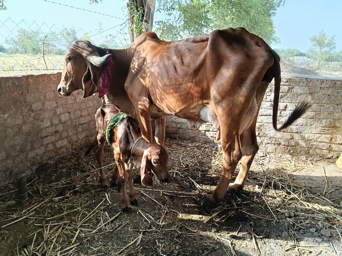vechvani che