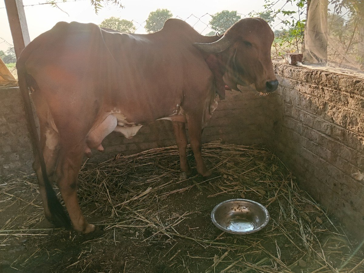 vechvani che