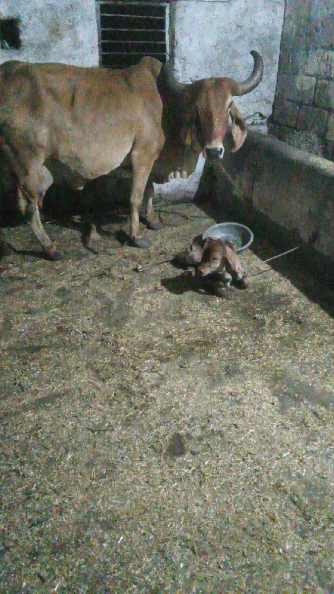 ગાય વેચવાની છે ત્રીજું વેતન