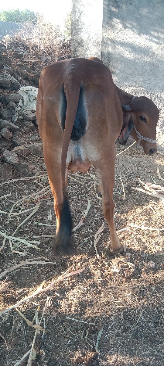 હોડકી ગાય વેચવાની છે