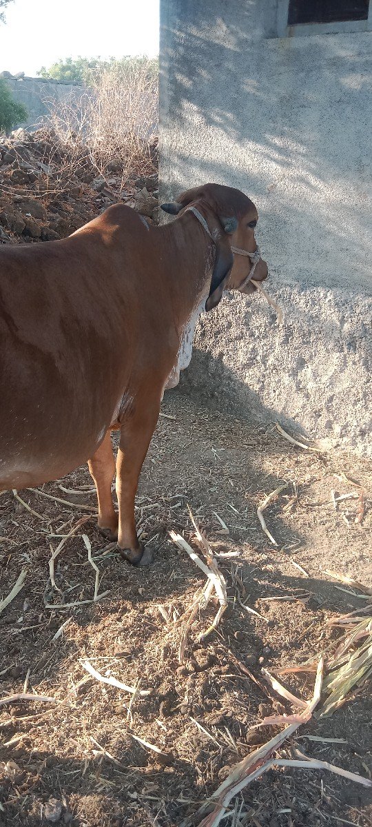 હોડકી ગાય વેચવાની છે