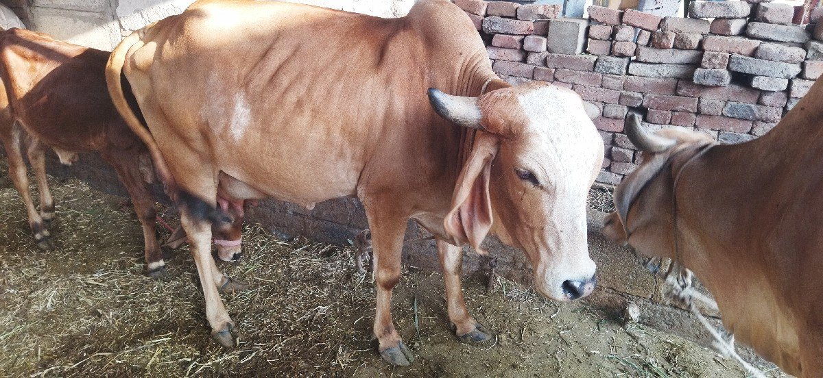 paheli vetri