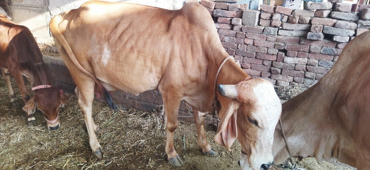 paheli vetri