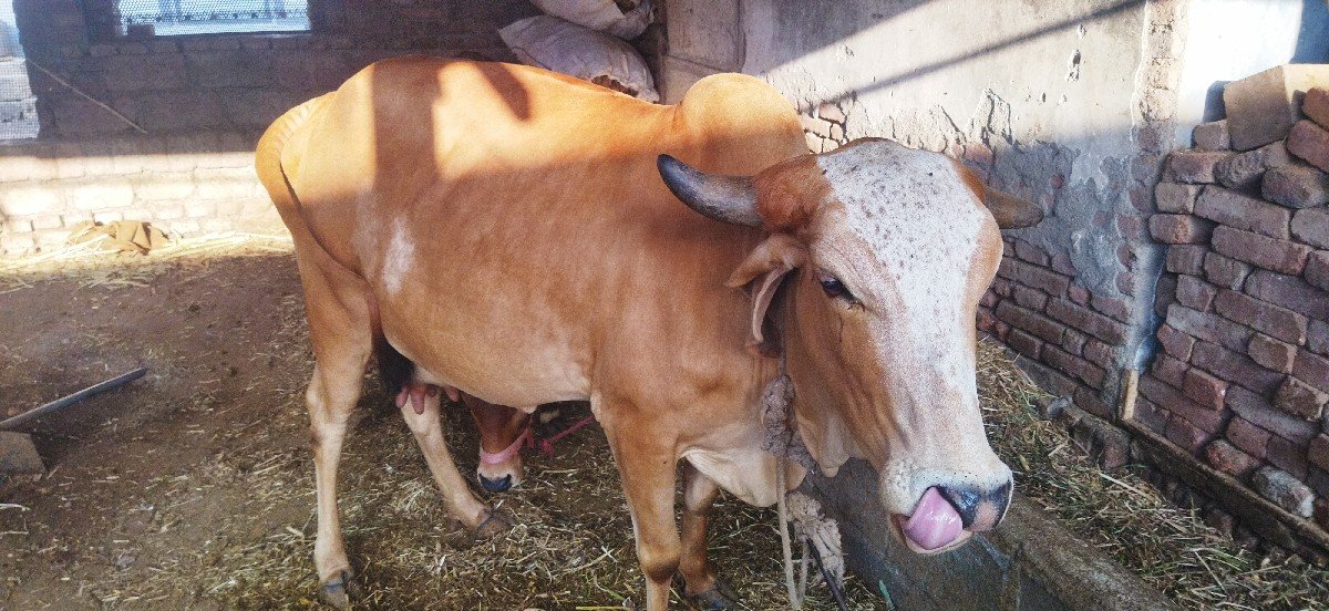 paheli vetri