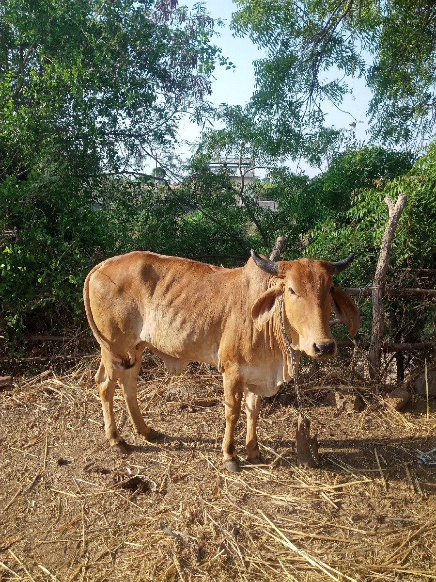 ઓડકી વેચવાની છે