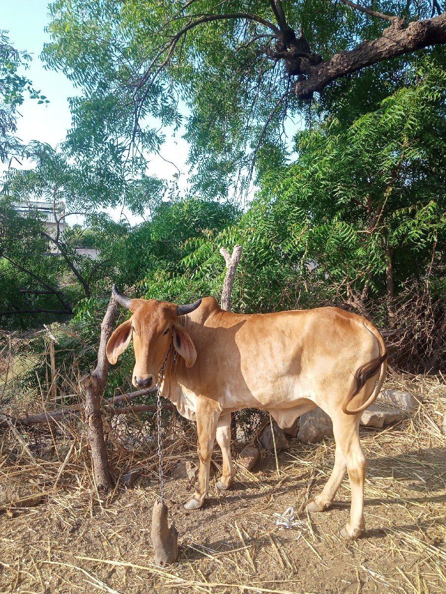 ઓડકી વેચવાની છે