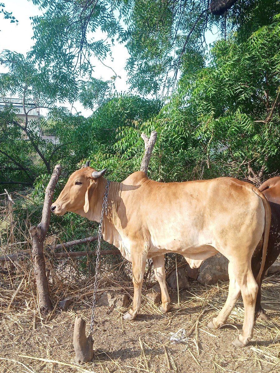 ઓડકી વેચવાની છે
