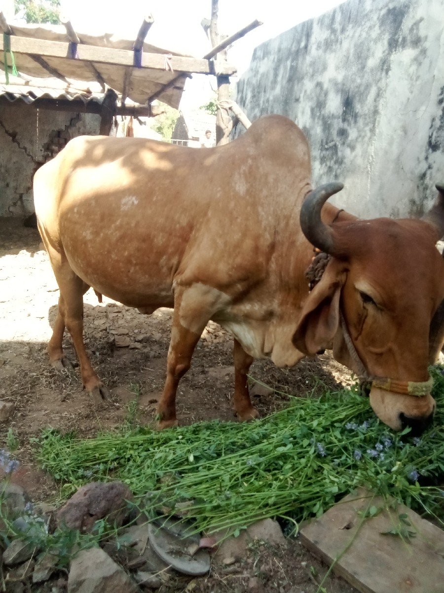 લીટરદુધ555