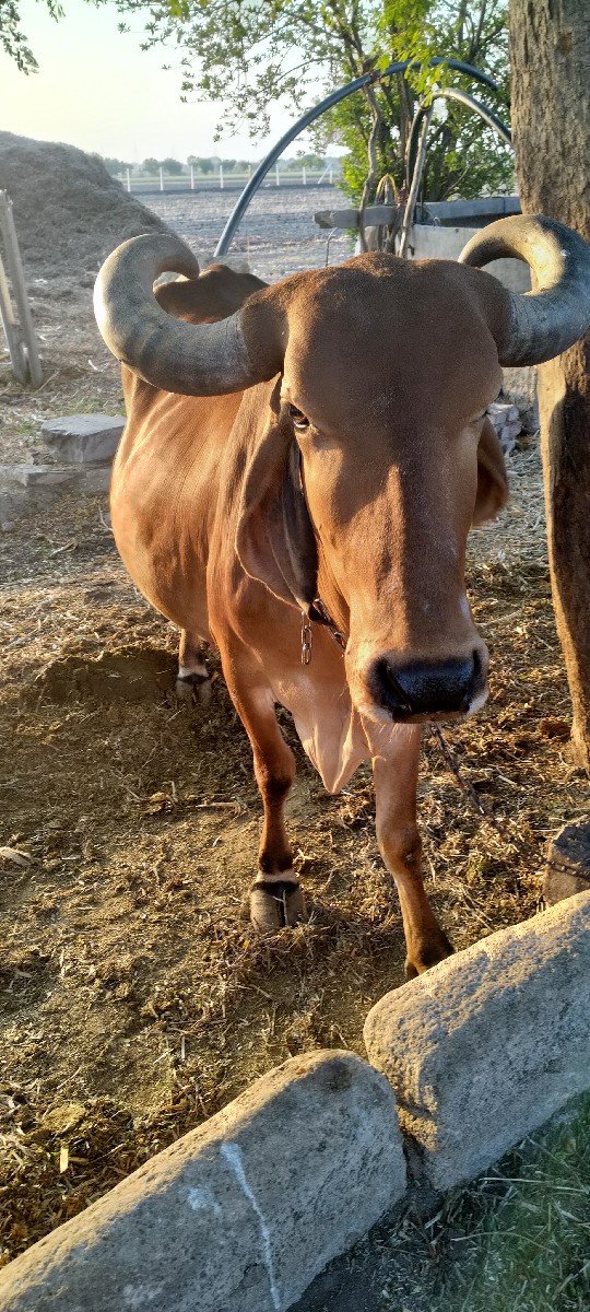 ગાય