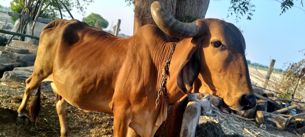 ગાય