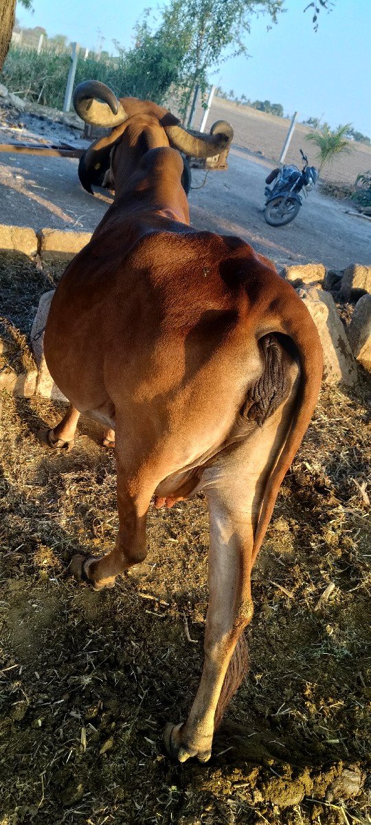 ગાય