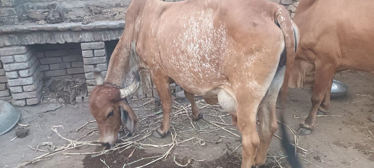ગાય વેચવાની છે
