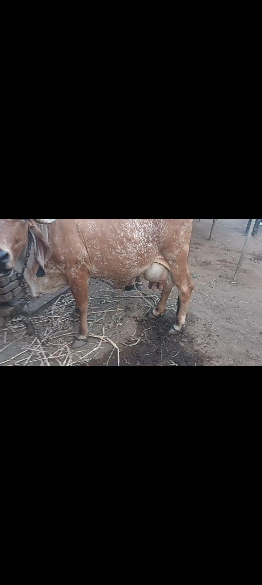 ગાય વેચવાની છે