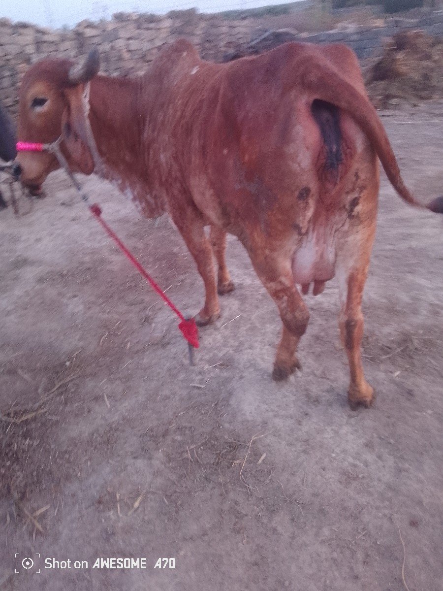 ગાય વેચવાની છે 2જીવેતર વિયાણી 7લીટર