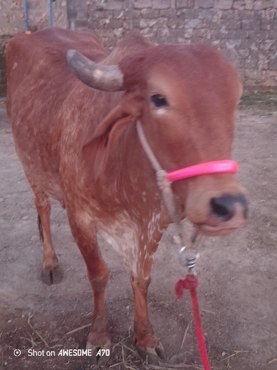 ગાય વેચવાની છે 2જીવેતર વિયાણી 7લીટર