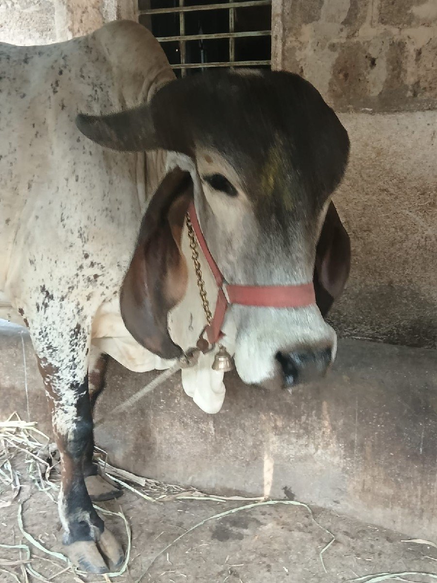 ગીર ગાય