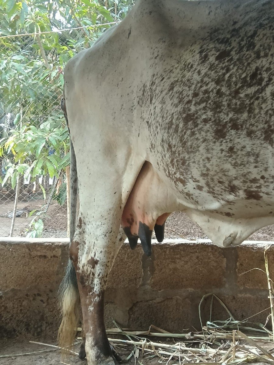 ગીર ગાય