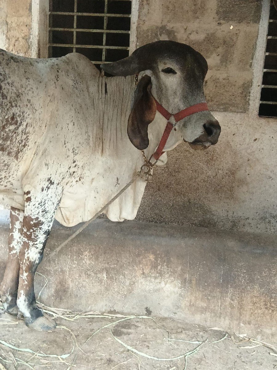 ગીર ગાય