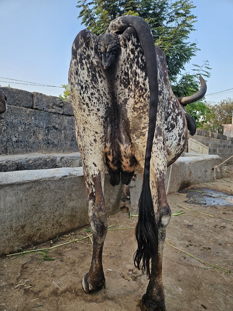 3 વેતર પેટમા ગાય વેચવાની છે