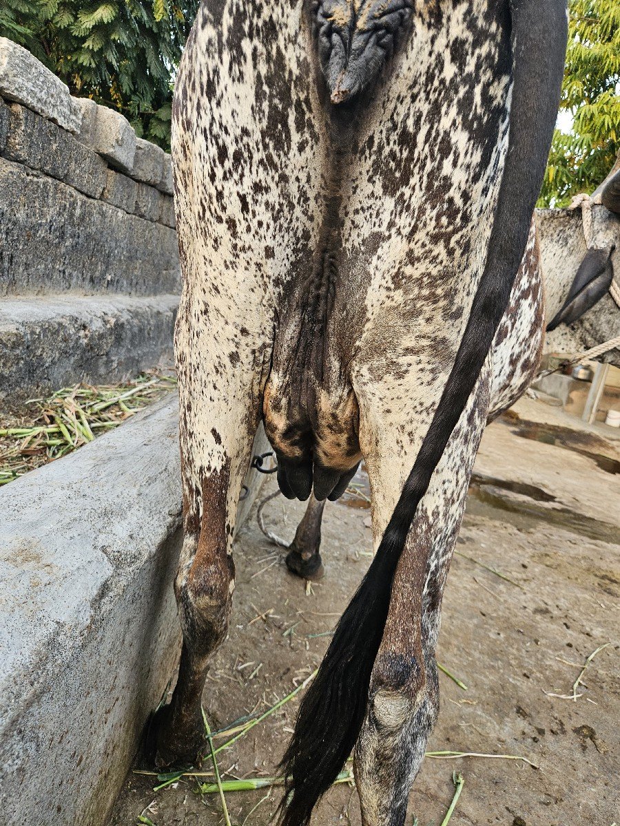 3 વેતર પેટમા ગાય વેચવાની છે