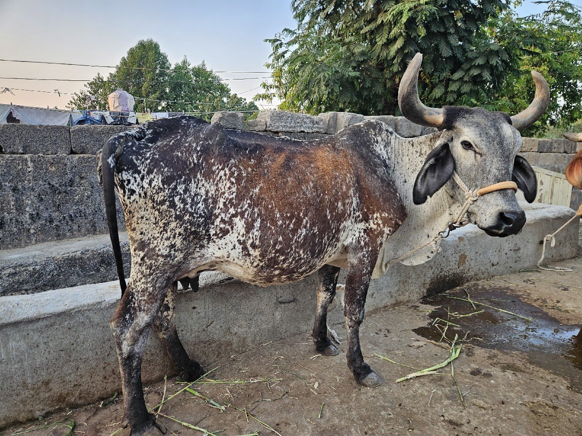 3 વેતર પેટમા ગાય વેચવાની છે
