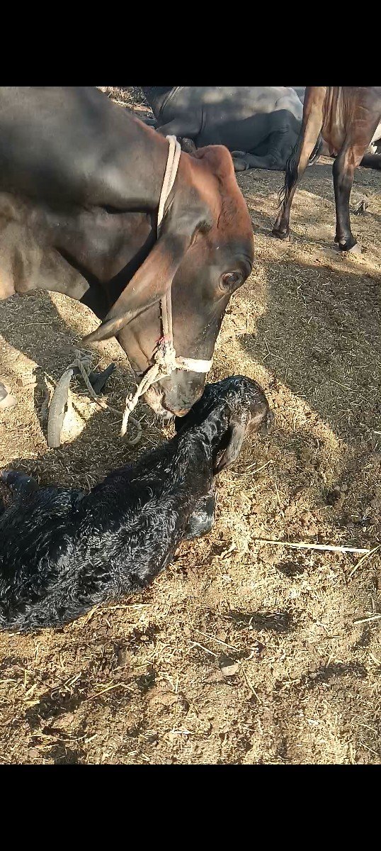 2 વેતર