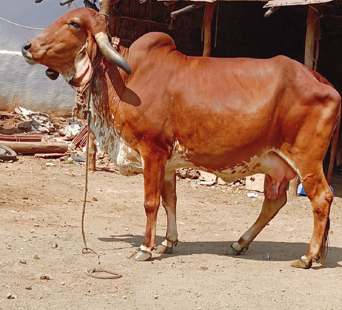 બે ગાય વેસાવની સે
