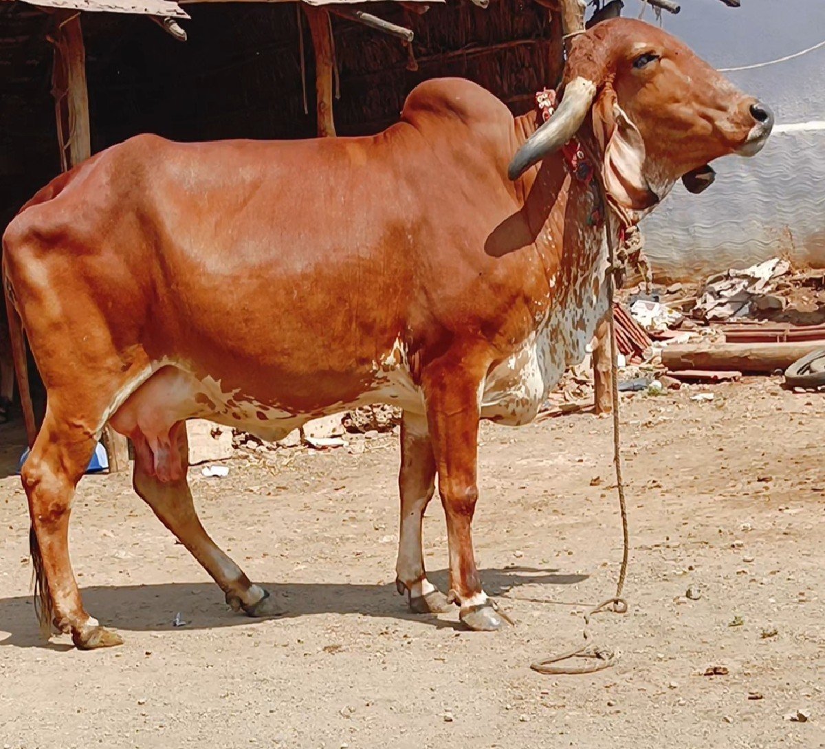 બે ગાય વેસાવની સે