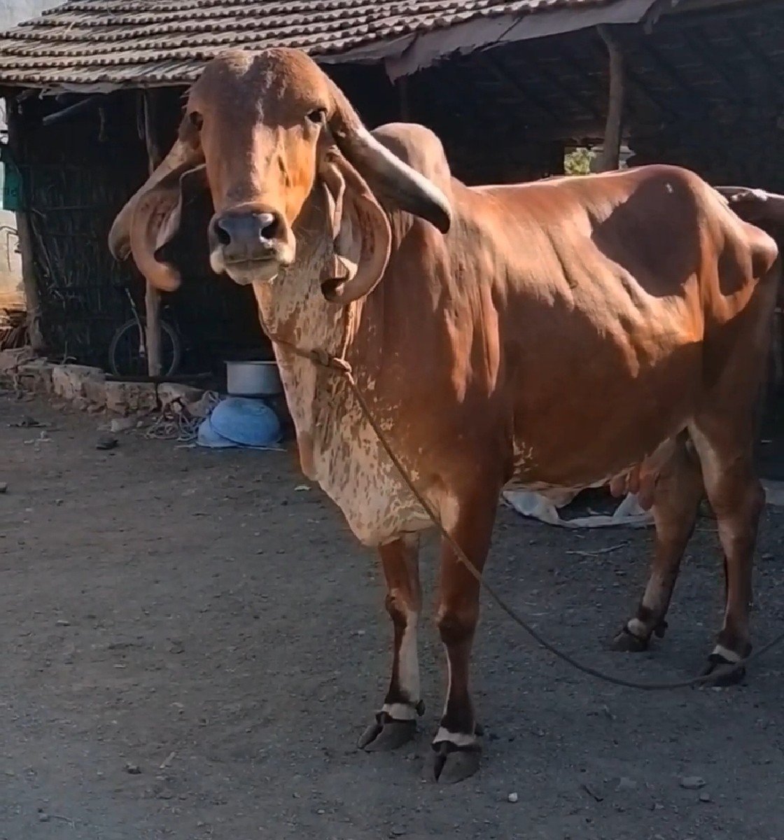 બે ગાય વેસાવની સે
