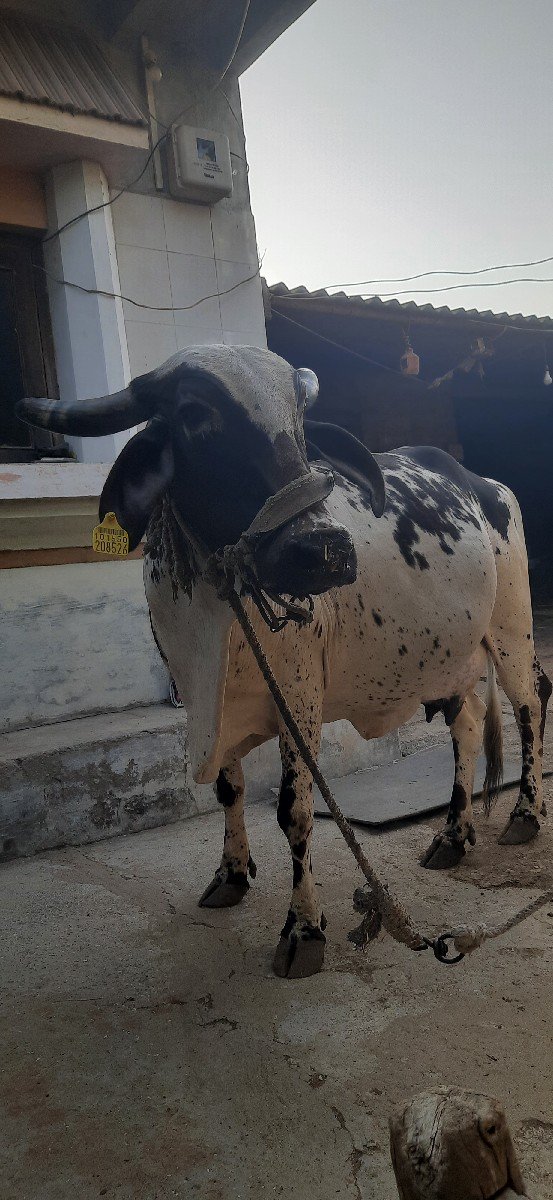 ગાય