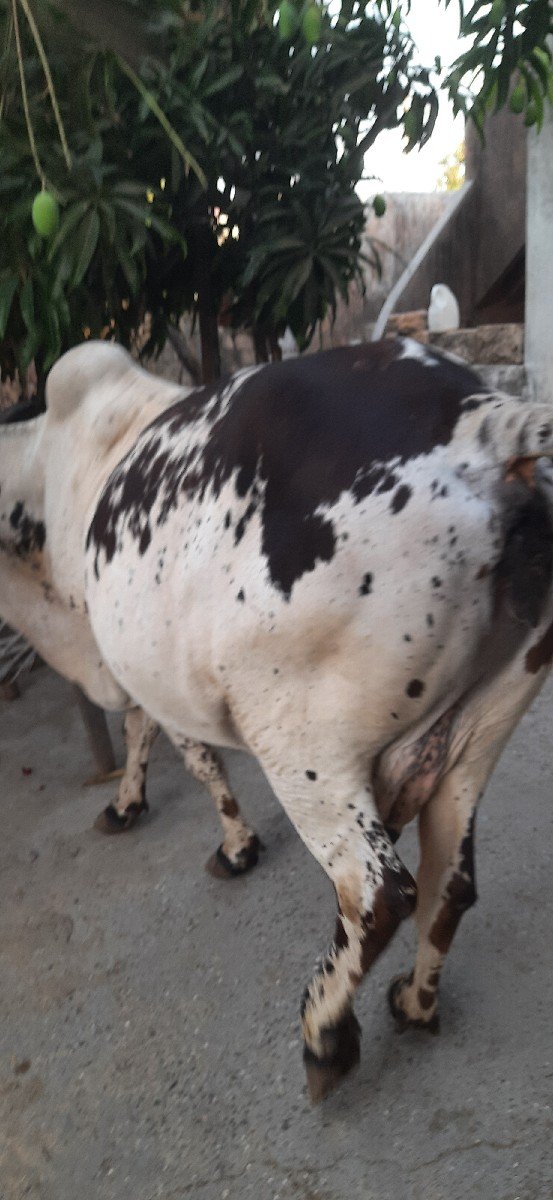 ગાય