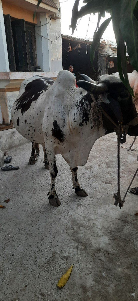 ગાય