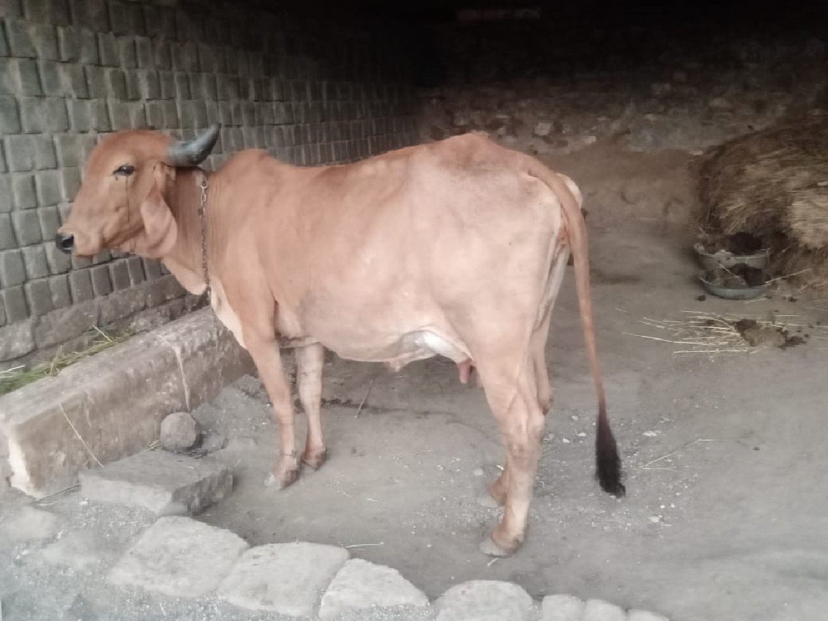 ગાય ગીર