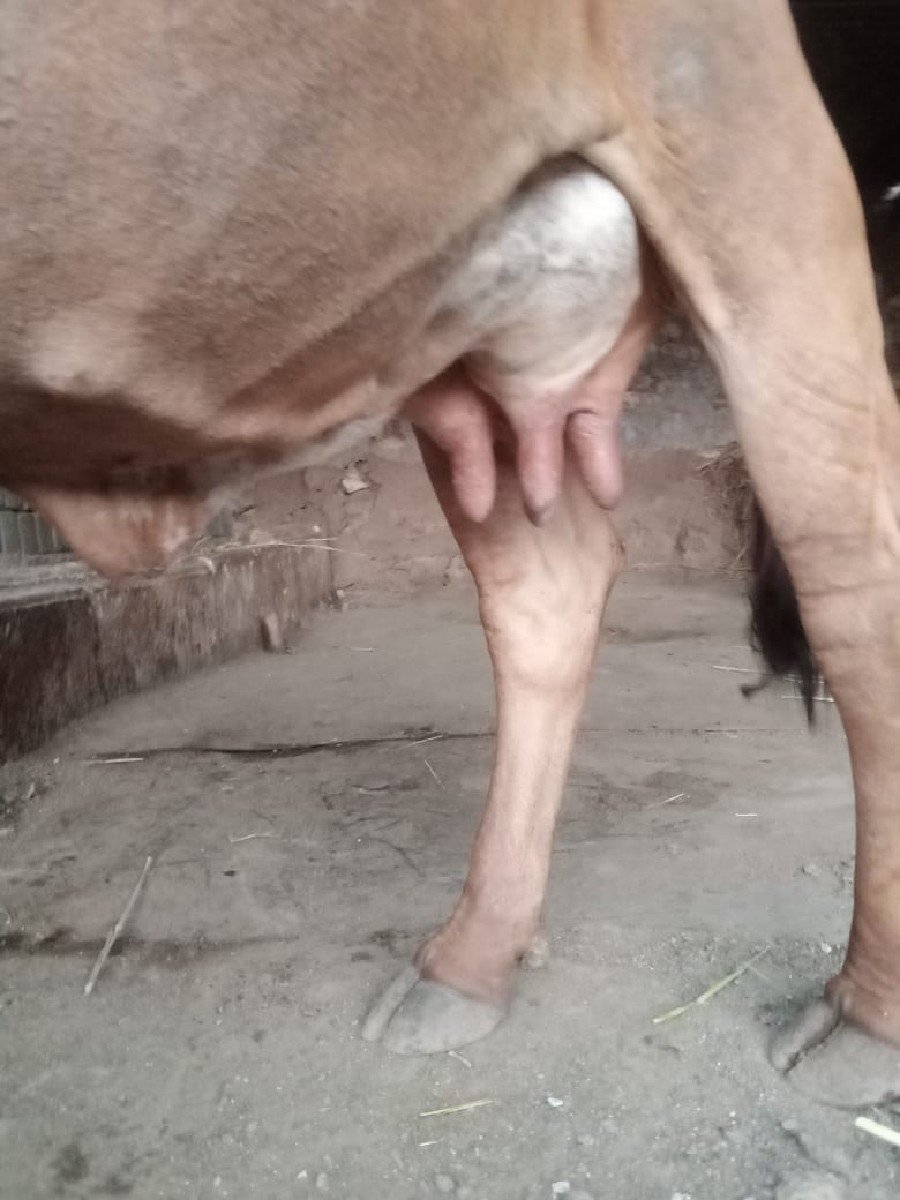 ગાય ગીર
