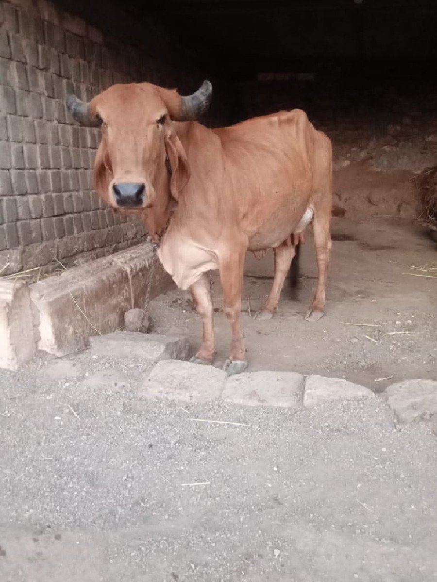 ગાય ગીર
