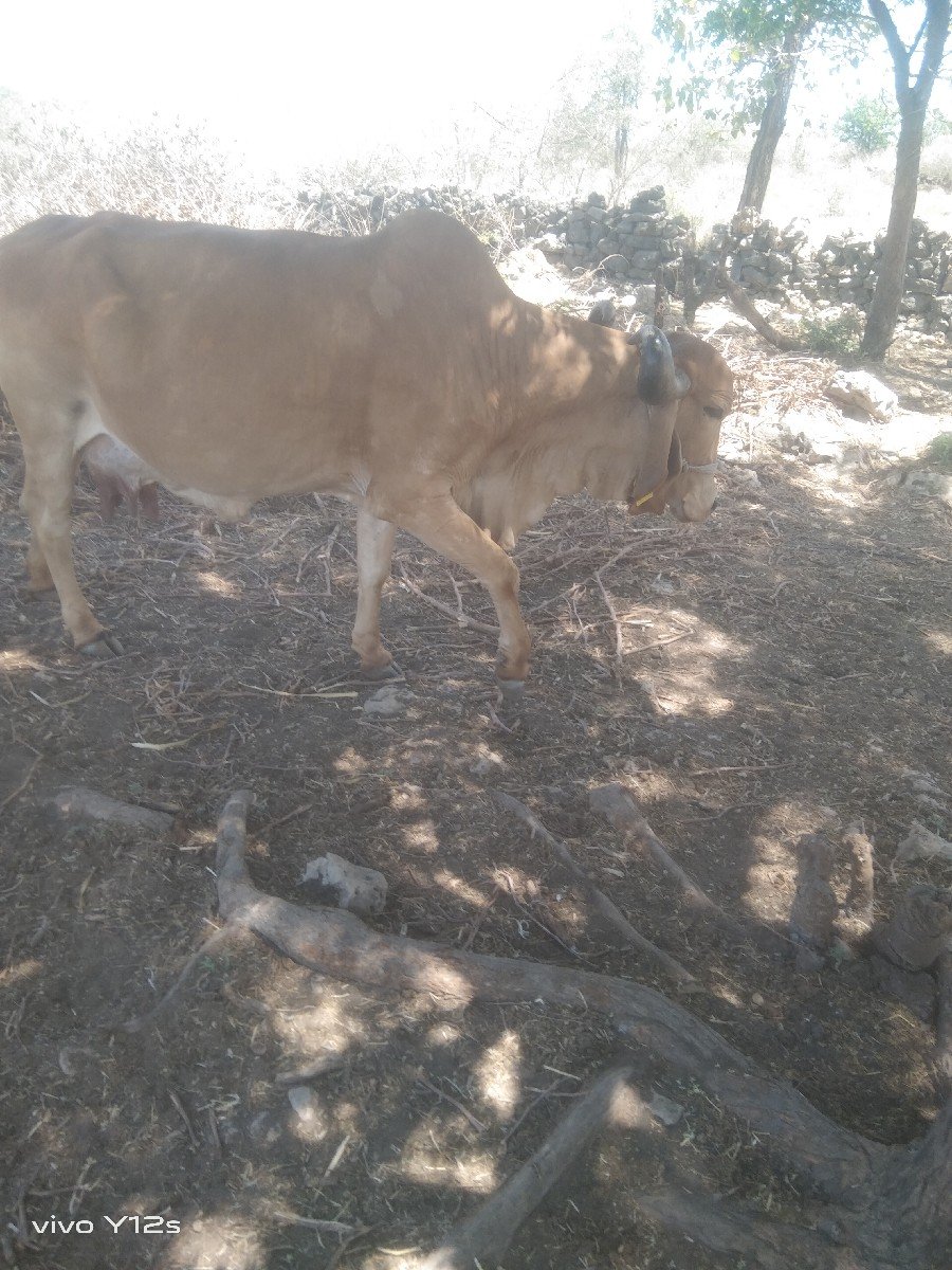 ગાય વેચવાની છે
