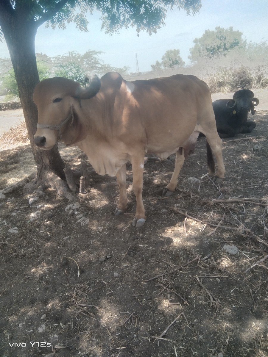 ગાય વેચવાની છે