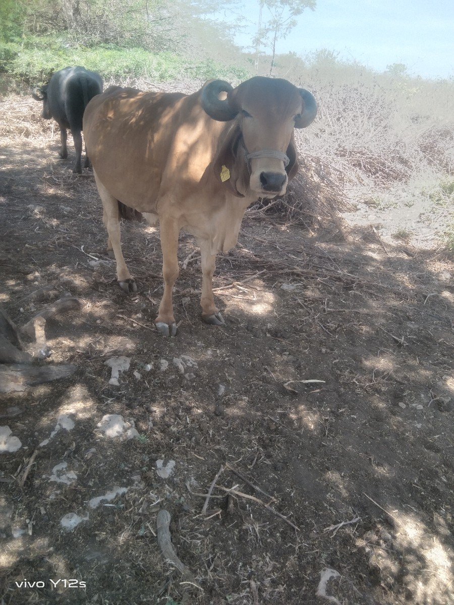 ગાય વેચવાની છે
