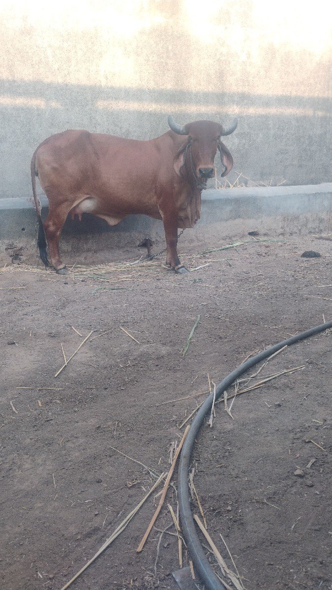 આ ગીર ગાય વેચવાની છે