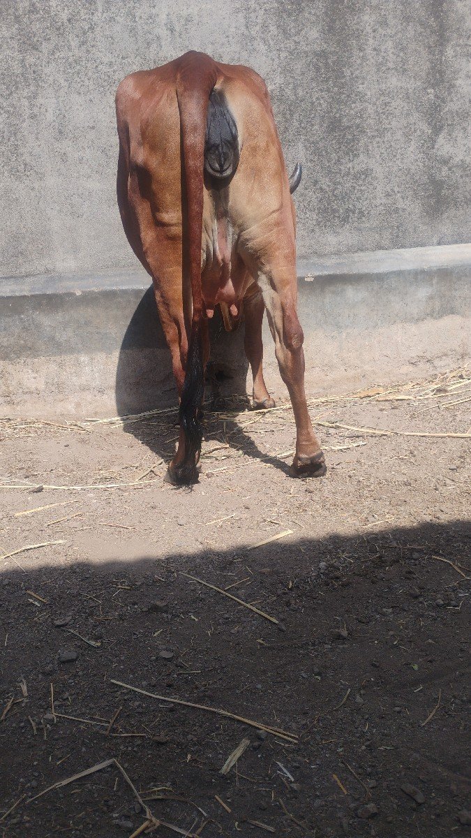 આ ગીર ગાય વેચવાની છે