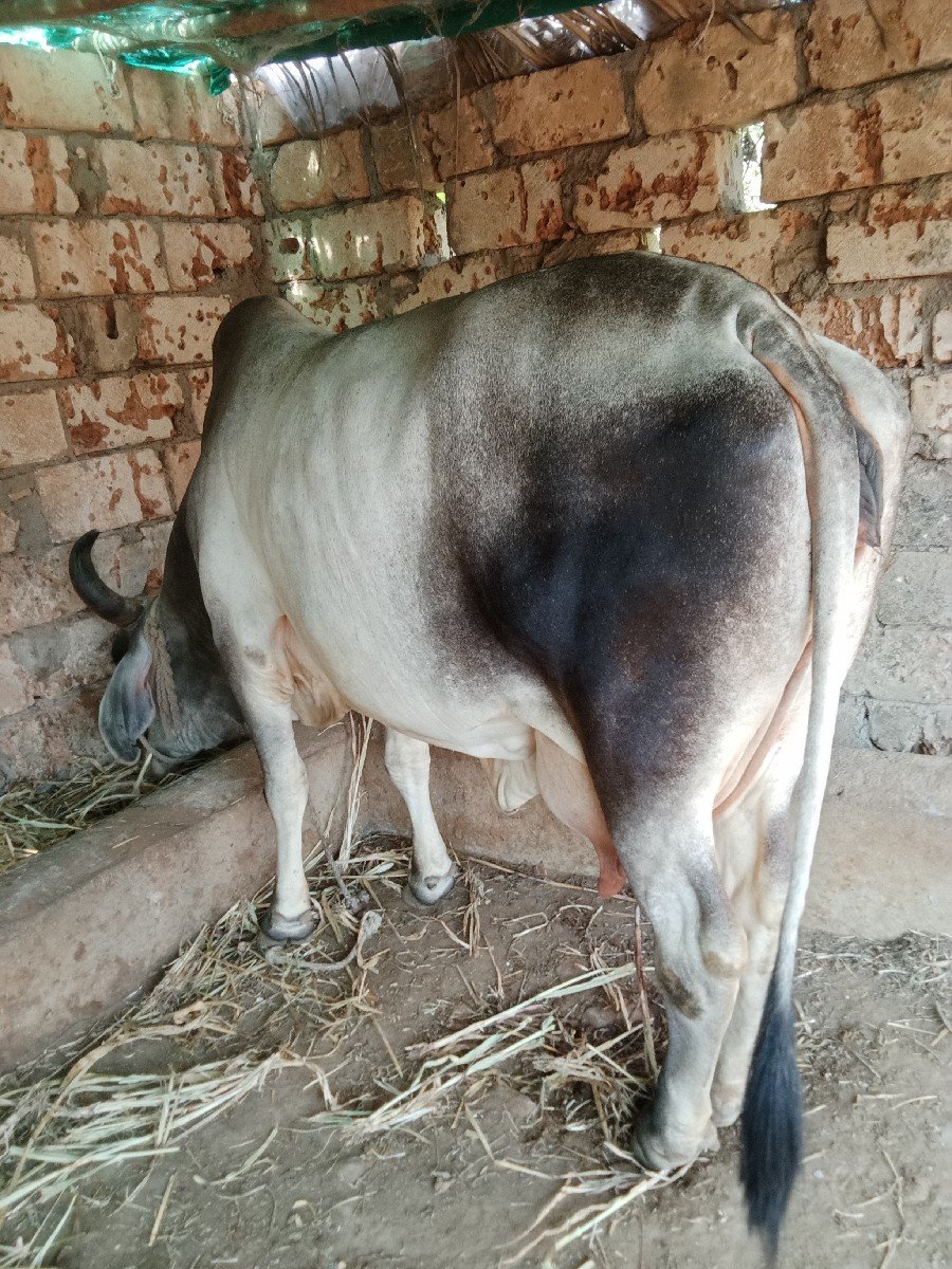 Gay vechvani che