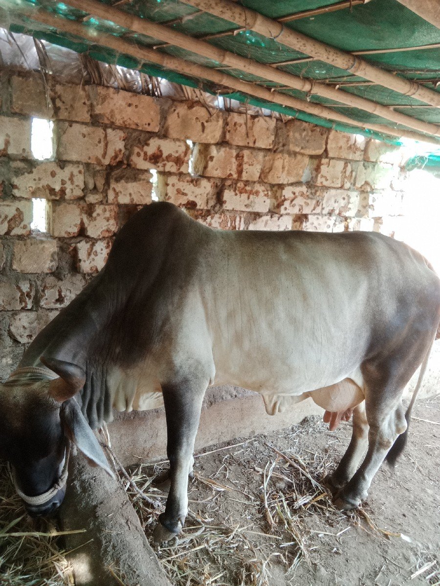 Gay vechvani che