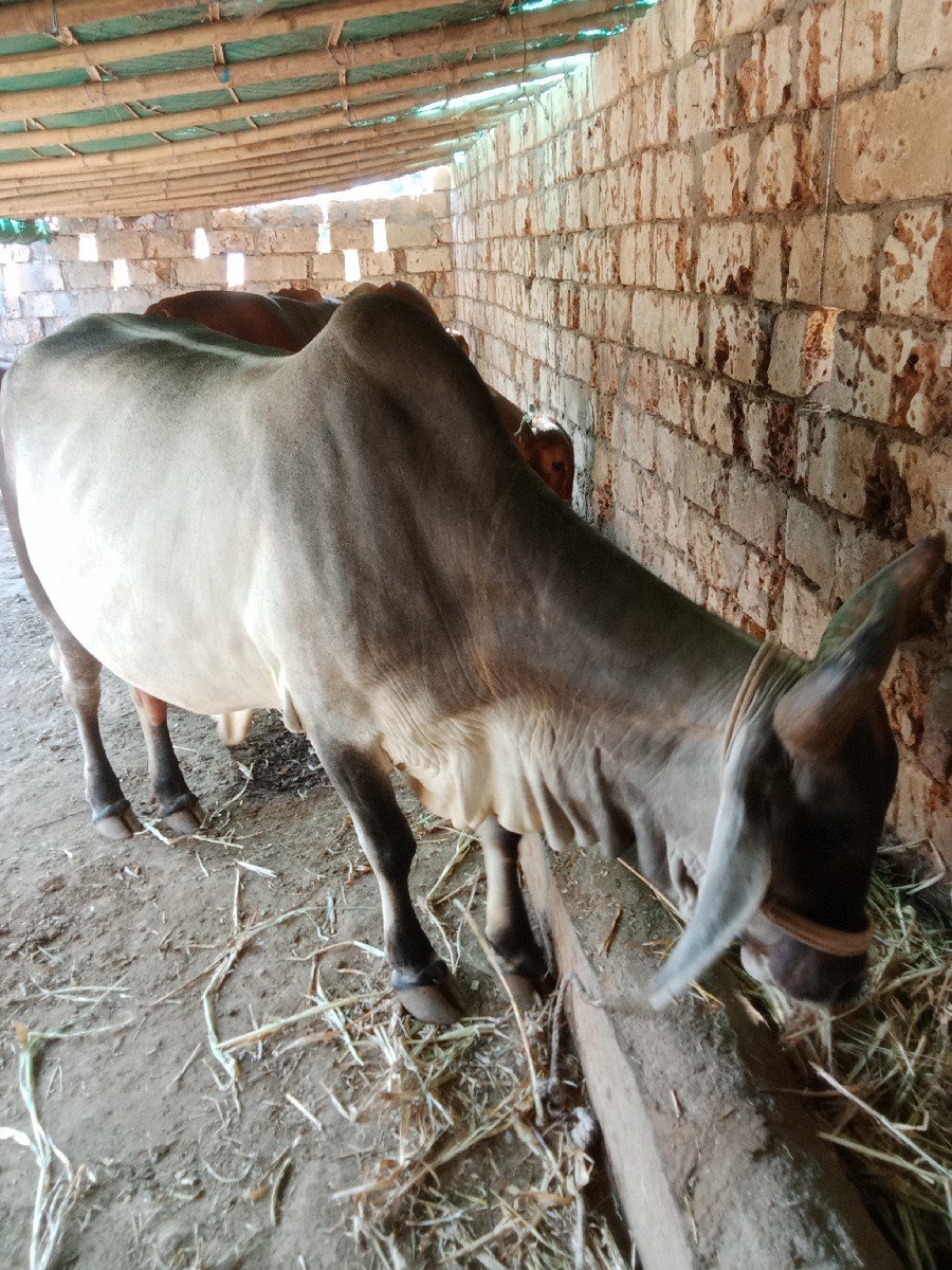 Gay vechvani che