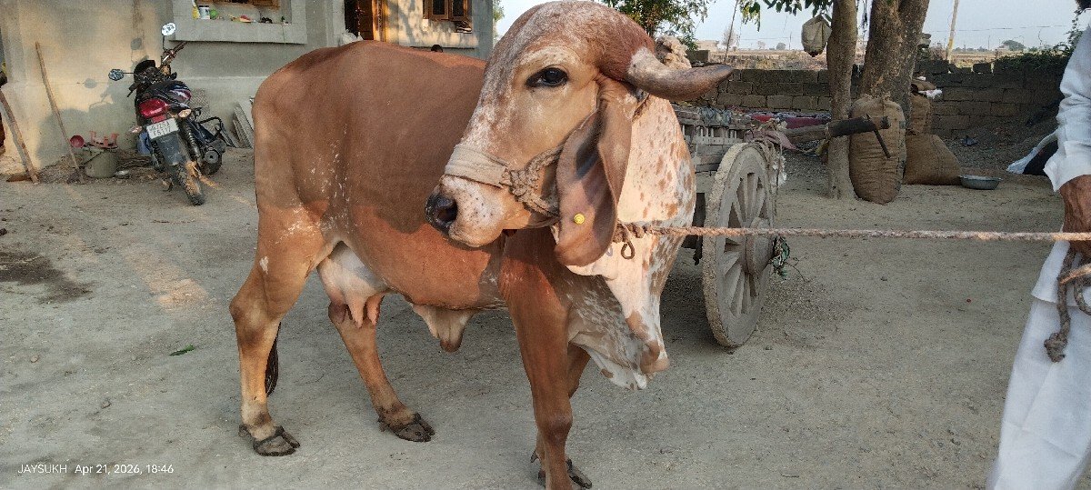 ગાય આપવાની છે