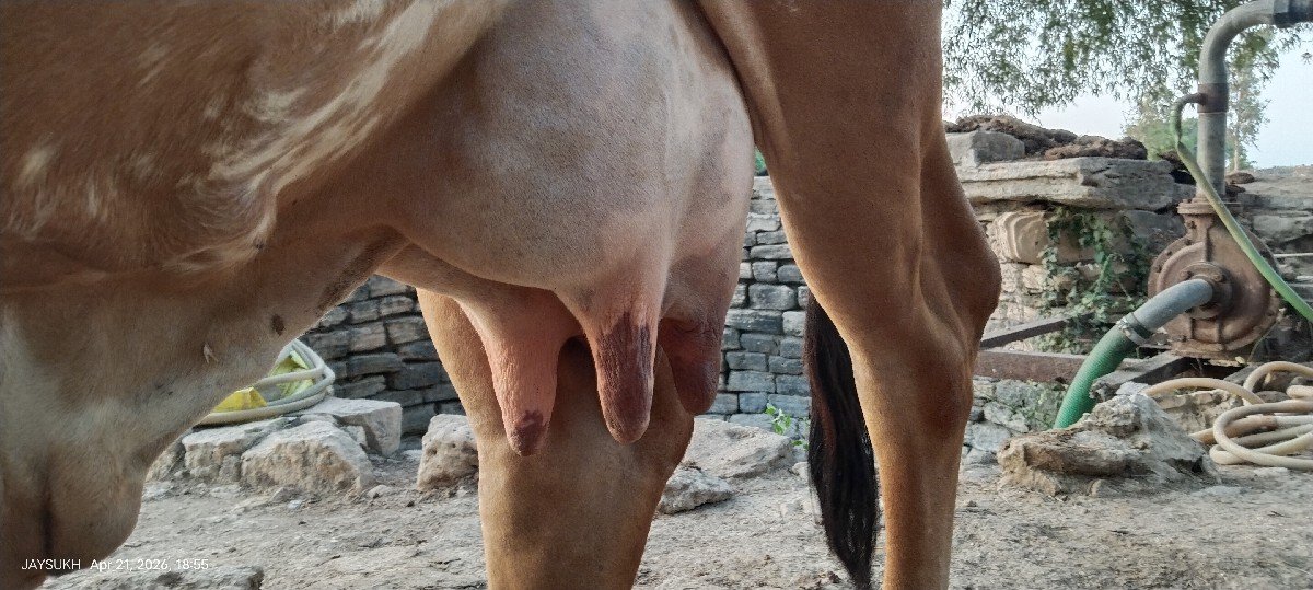ગાય આપવાની છે