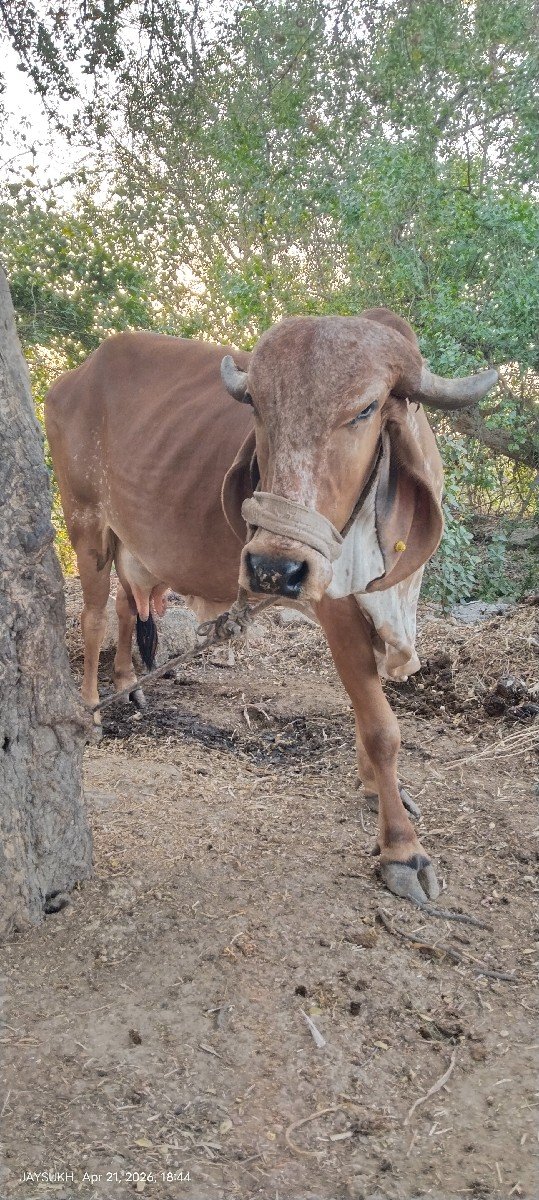 ગાય આપવાની છે