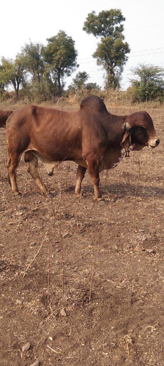 ખુટ